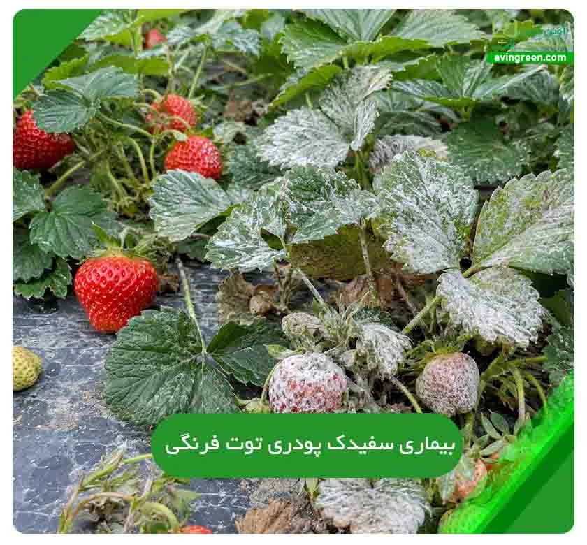 بیماری سفیدک پودری توت فرنگی