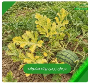 درمان زردی بوته هندوانه