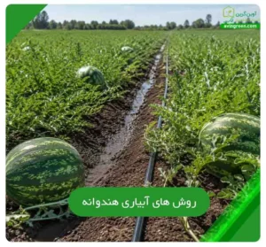 آبیاری هندوانه