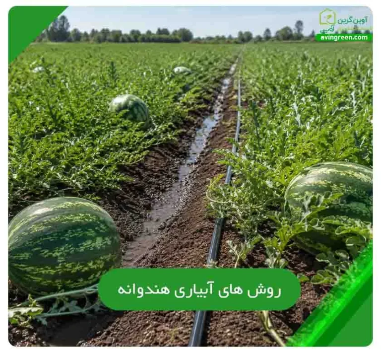 روش های آبیاری هندوانه | بهترین زمان + 5 نکته طلایی