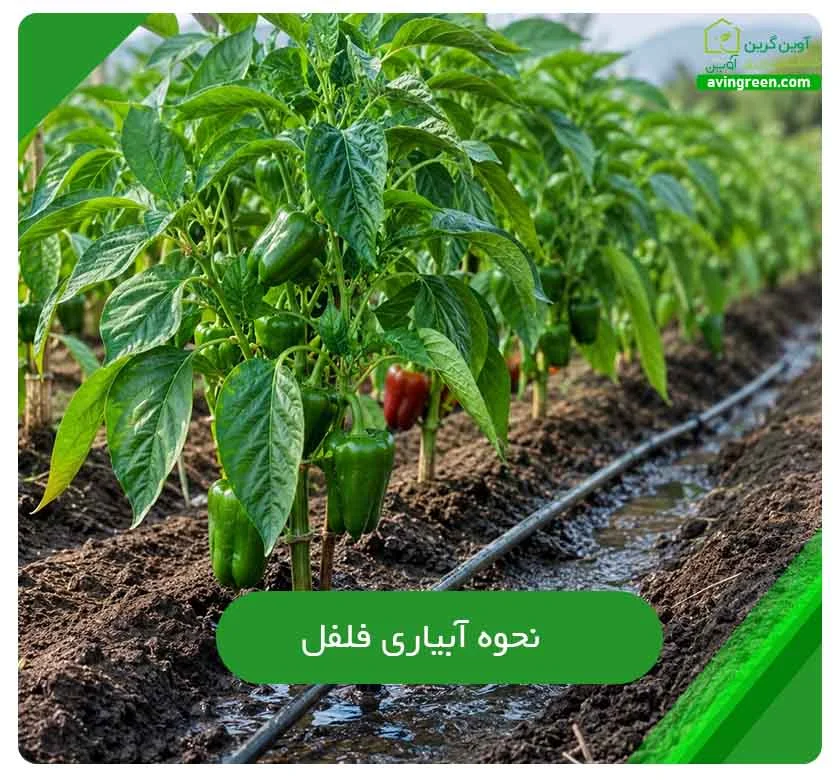 نحوه آبیاری فلفل