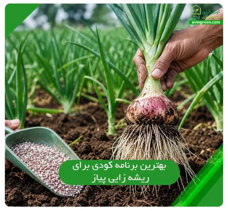 بهترین برنامه کودی برای ریشه زایی پیاز در 3 مرحله رشد