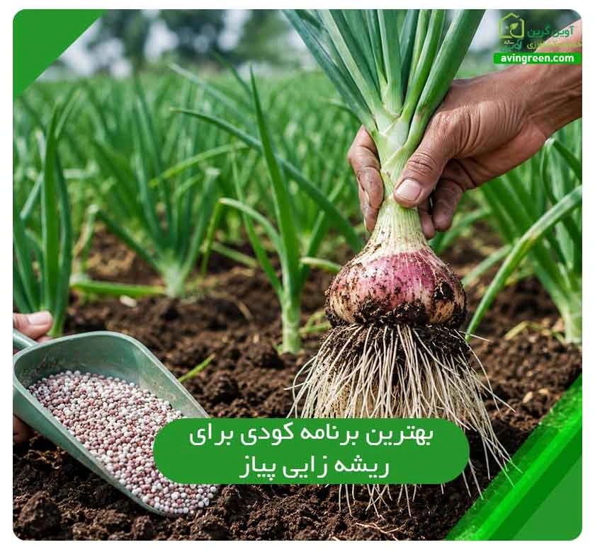 برنامه کودی برای ریشه زایی پیاز