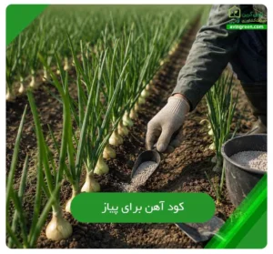 کود آهن برای پیاز