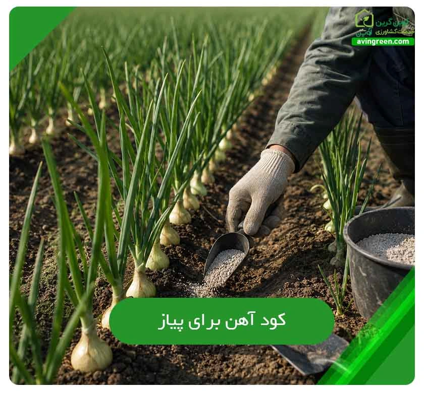کود آهن برای پیاز
