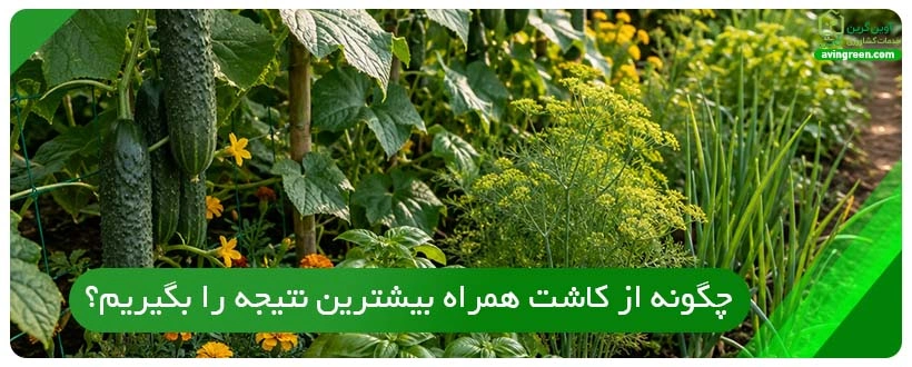 چگونه از کاشت همراه بیشترین نتیجه را بگیریم؟