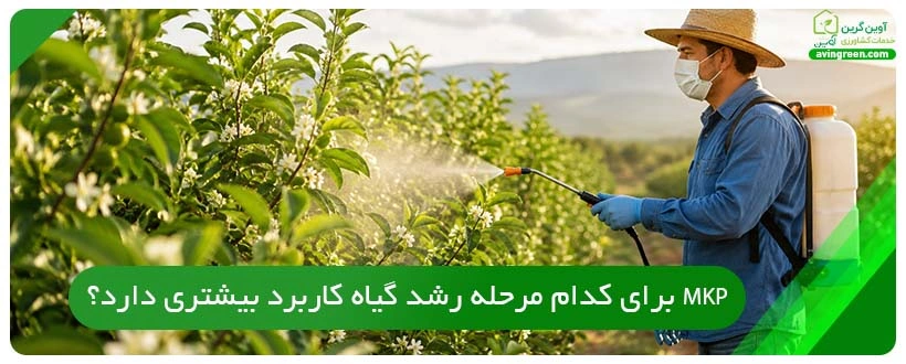 MKP برای کدام مرحله رشد گیاه کاربرد بیشتری دارد؟