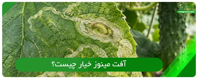 آفت مینوز خیار چیست؟