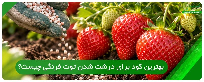 بهترین کود برای درشت شدن توت فرنگی