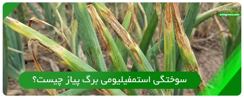 سوختگی استمفیلیومی برگ پیاز چیست؟