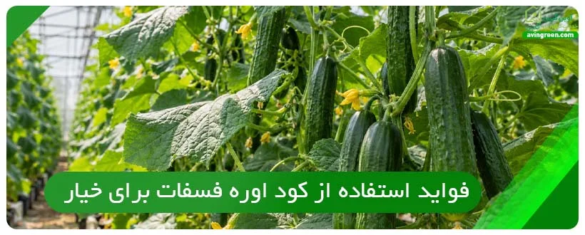فواید استفاده از کود اوره فسفات برای خیار