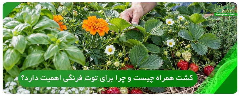 کشت همراه چیست و چرا برای توت فرنگی اهمیت دارد؟