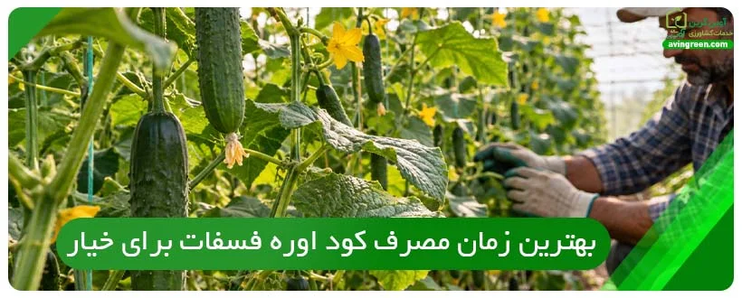 بهترین زمان مصرف کود اوره فسفات برای خیار
