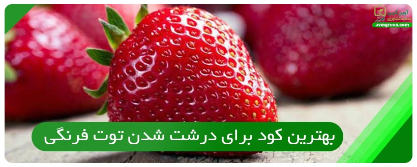 بهترین کود برای درشت شدن توت فرنگی