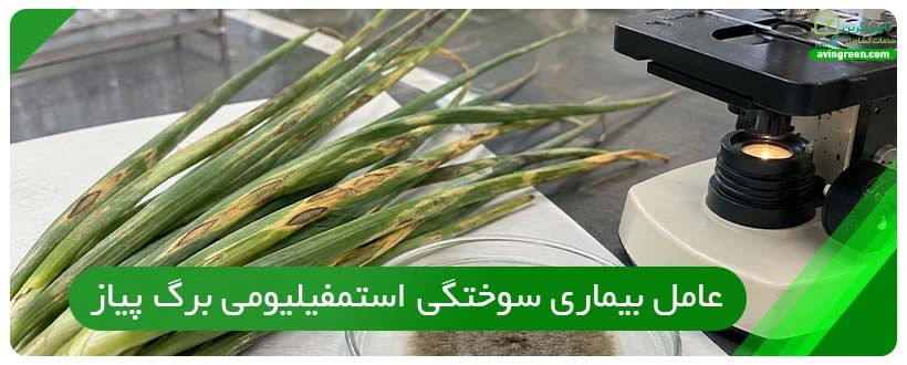 عامل بیماری سوختگی استمفیلیومی برگ پیاز