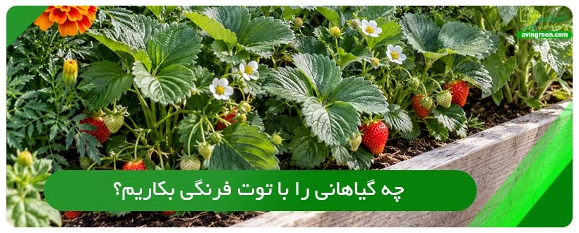 چه گیاهانی را با توت فرنگی بکاریم؟