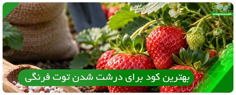 بهترین کود برای درشت شدن توت فرنگی
