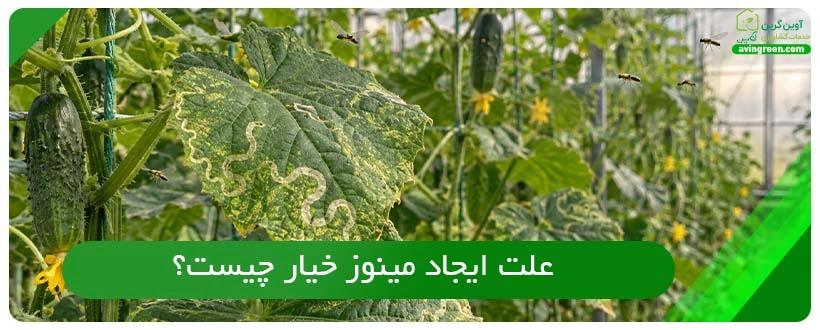 علت ایجاد مینوز خیار چیست؟