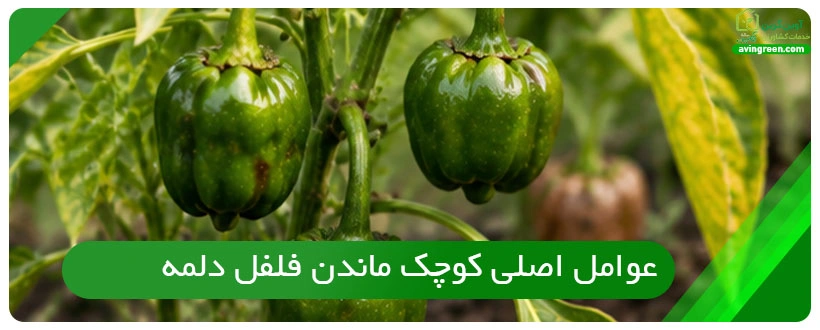 عوامل اصلی کوچک ماندن فلفل دلمه