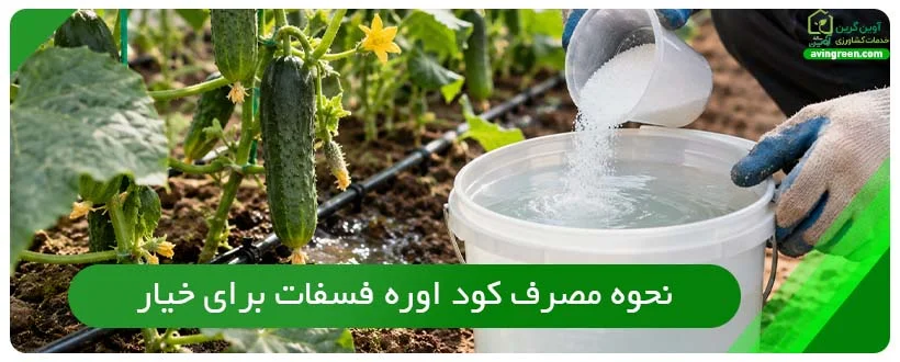 نحوه مصرف کود اوره فسفات برای خیار