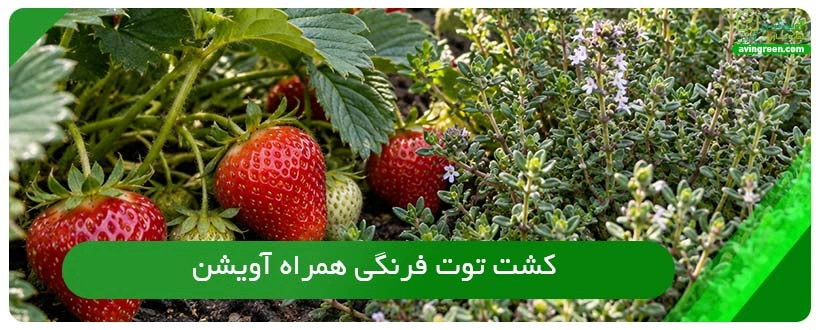 کشت توت فرنگی همراه آویشن