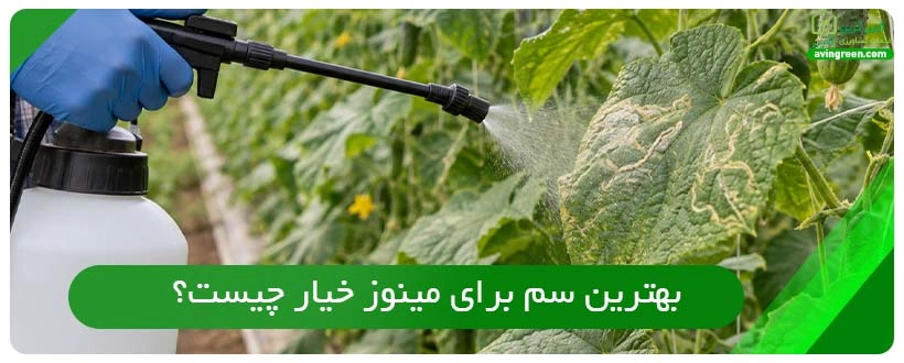 بهترین سم برای مینوز خیار چیست؟