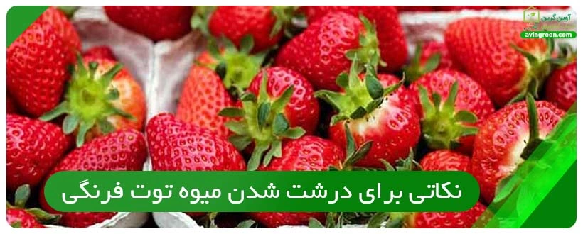 نکاتی برای درشت شدن میوه توت فرنگی