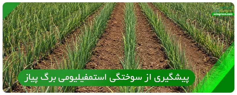 پیشگیری از سوختگی استمفیلیومی برگ پیاز