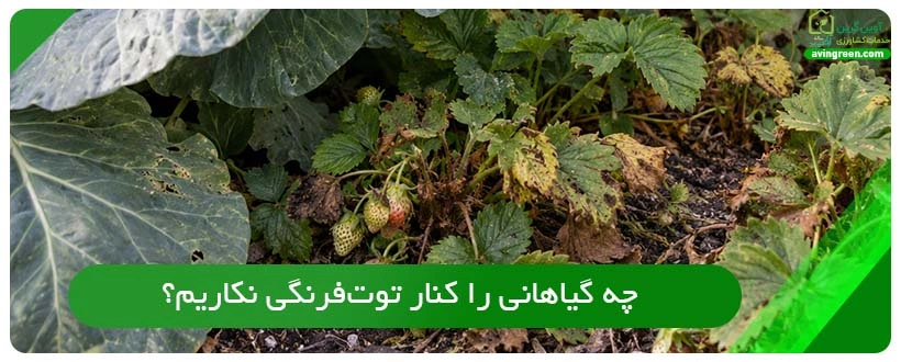 چه گیاهانی را کنار توت‌فرنگی نکاریم؟