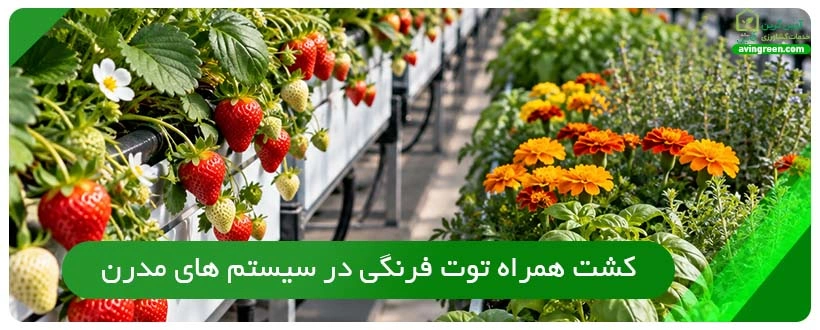 کشت همراه توت فرنگی در سیستم های مدرن