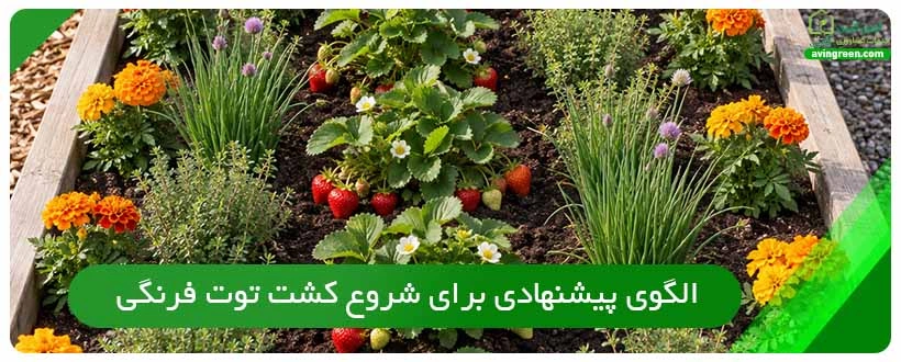 الگوی پیشنهادی برای شروع کشت توت فرنگی