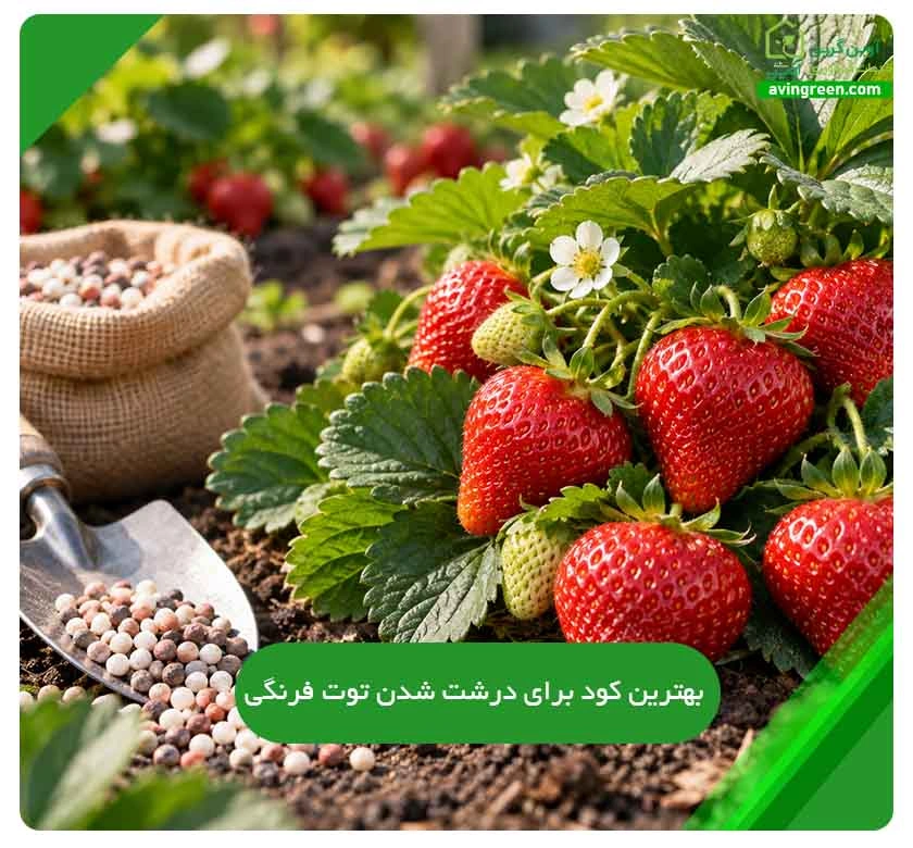 بهترین کود برای درشت شدن توت فرنگی