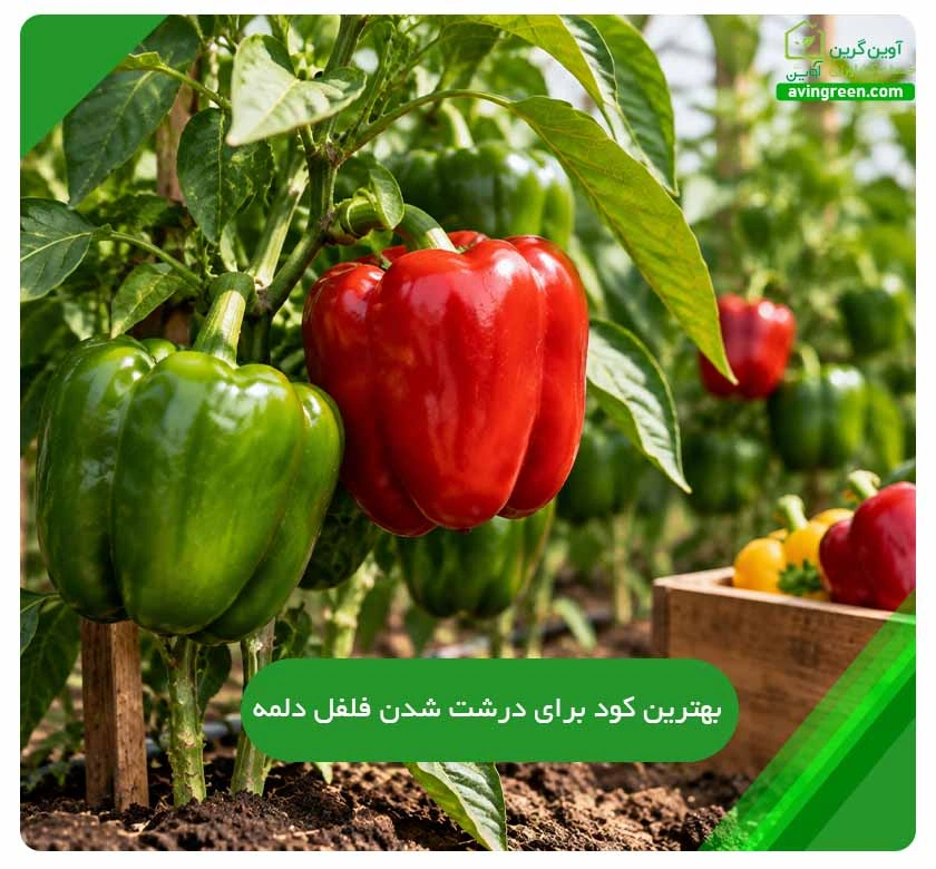 بهترین کود برای درشت شدن فلفل دلمه