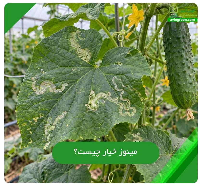 مینوز خیار