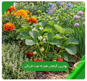 بهترین گیاهان همراه توت فرنگی