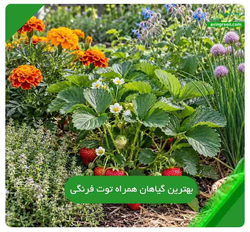 بهترین گیاهان همراه توت فرنگی