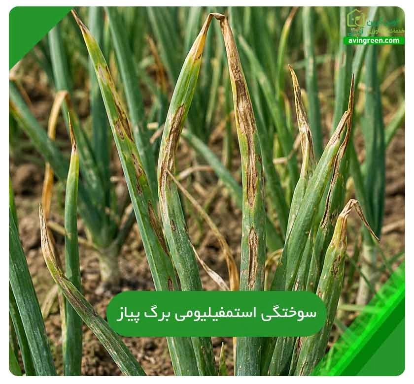 سوختگی استمفیلیومی برگ پیاز