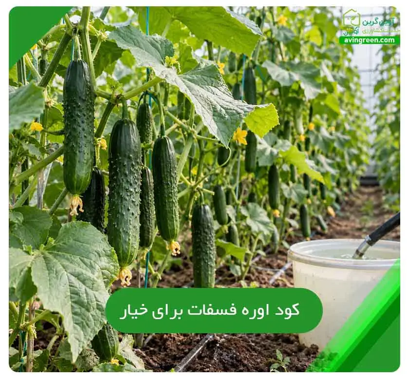 کود اوره فسفات برای خیار