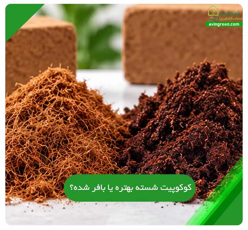 کوکوپیت شسته بهتره یا بافر شده؟ 6 تفاوت و نکات طلایی خرید