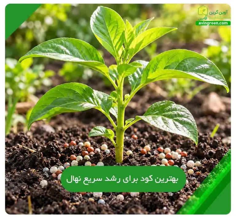 بهترین کود برای رشد سریع نهال: 5 کود مهم | زمان و نکات مصرف
