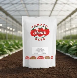 بذر گوجه فرنگی هاینز 1370